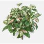 Konstgjord växt Hoya carnosa OLEANA på stödpinne, grön-vit-rosa, 40cm