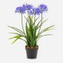 Konstgjord växt Agapanthus LESEDA i dekorativ kruka, blå, 65cm