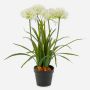 Konstgjord växt Agapanthus LESEDA i dekorativ kruka, vit, 65cm