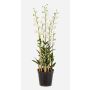 Konstblomma Dendrobium-orkidé LOFINA i dekorativ kruka, vit, 130cm