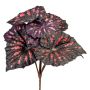 Konstväxt bladbegonia MELDINA, stödpinne, svart-röd, 25cm