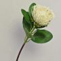 Konstgjord nåldyna Protea TANJA, krämvit, 65cm, Ø10cm