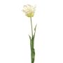 Dekorativ papegojatulpan LUNIA, vit-grön, 70cm
