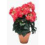Konstblomma, begonia CATINKA i terrakottakruka, cerise, 30cm