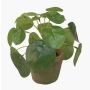 Konstgjord suckulent Pilea peperomioides SYBIL i terrakottakruka, grön, 15cm