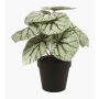 Konstväxt bladbegonia MEIRA, grågrön, 25cm