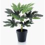Konstväxt Aralia TEULADA, grön, 30cm