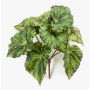 Konstväxt bladbegonia MEIRA på stödpinne, grön-svart, 25cm