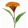 Konstgjord blomma Hahnenkamm ANUBIS, gul-orange, 60cm, Ø14cm