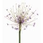 Stor konstblomma Allium GETARIA, lila, 105cm