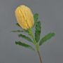 Konstgjord blomma Banksia robur YUSTE, persika, 65cm, Ø8cm