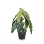 Konstgjord växt, forellbegonia JOELLE, grön-vit, 30cm