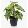 Konstväxt bladbegonia MEIRA, grön-svart, 25cm