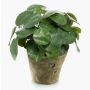 Konstgjord suckulent Pilea peperomioides SYBIL i terrakottakruka, grön, 22cm