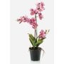Konstblomma Vanda-orkidé CAMPO, rosa-cerise, 60cm