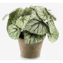 Konstväxt bladbegonia MEIRA i terrakottakruka, buskig, grågrön, 25cm