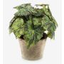 Konstväxt bladbegonia MEIRA i terrakottakruka, buskig, grön-svart, 25cm