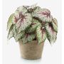 Konstväxt bladbegonia MEIRA i terrakottakruka, buskig, grön-rosa, 25cm