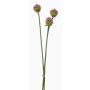 Konstblommor Allium-blombukett LAMDA, violett-grön, 65cm, Ø4cm