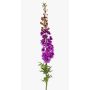 Stor konstblomma riddarsporre SZILVIA, lila, 130cm