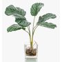 Konstväxt Calathea Orbifolia AGINA i glaskruka, grön-vit, 35cm