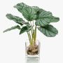 Konstväxt Calathea Orbifolia AGINA i glaskruka, grön-vit, 40cm