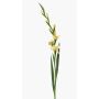 Stor konstblomma gladiolus AJNUR, gul, 125cm