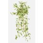 Konstväxt Tradescantia zebrina DIHALLO på stödpinne, hängande, grön-vit, 70cm