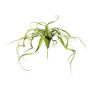 Konstgjord suckulent Tillandsia streptophylla KRIFT, på stativ, grön, 65cm