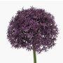 Konstgjord allium PRAXEN, mörklila, 90cm