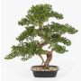 Konstgjord bonsai-tall KANYA i planteringsskål, 70cm