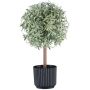 Dekorativt rosmarin, högväxande WINDAR, fryst, dekorativ kruka, grön-vit, 26cm