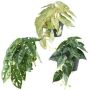 Konstväxter Mix hängande REFIS, Calathea Ornata, Adanson-Monstera, Caladium, 3 st, dekorativ kruka, grön-mångfärgad, 30cm, Ø20cm