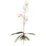 Konstgjord Phalaenopsis-orkidé MALZA, stödpinne, rötter, krämfärgad, 55cm