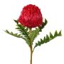 Dekorationsblomma Banksia serrata PONGER, vinröd, 70cm