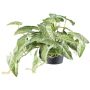 Konstgjord Alocasia zebrina variegata hängande KLUVY, grön-krämfärgad, 40cm