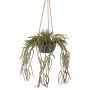 Dekorativ Rhipsalis pilocarpa hängkruka VEXORY, dekorativ kruka, hängande, grön, 80cm