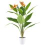 Konstblomma Strelitzia VELKORN i dekorativ kruka, orange-violett, 80cm