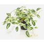 Konstväxt Tradescantia zebrina DIHALLO i dekorativ kruka, grön-vit, 19cm