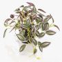 Konstväxt Tradescantia zebrina DIHALLO i dekorativ kruka, grön-lila, 19cm