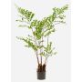 Plastpalm, fiskstjärtpalm JENKFAN, grön, 140cm