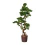 Dekorationsträd Bonsai-lärk WOME i magnesiakruka, 155cm