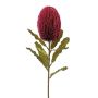 Konstblomma Banksia robur BRAGEK, vinröd, 65cm