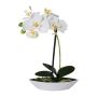 Konstgjord Phalaenopsis-orkidé ORWAN, dekorativ skål, rötter, vit, 30cm