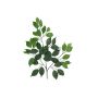 Konstgjord Ficus Benjamini-gren SAKURA, 12 stycken, grön, 55cm
