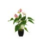 Konstgjord anthurium ISABELITA i kruka, rosa-vit-grön, 40cm