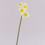 Konstgjord narciss SEPUNY, vit-gul, 40cm, Ø6cm