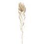 Dekorativ blomma, nåldyna Protea LAWARE, krämfärgad, 75cm