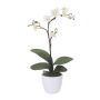 Dekorativ blomma Phalaenopsis-orkidé CRILBOR, keramikkruka, rötter, krämfärgad, 55cm
