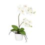 Dekorativ blomma, Phalaenopsis-orkidé MORLEK, keramikkruka, rötter, krämfärgad, 60cm